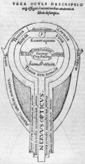 Diagram of the human eye  1572.