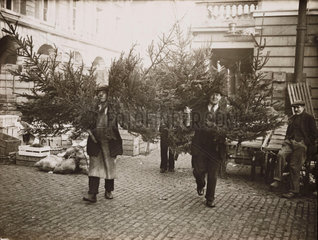 Porters carrying Christmas trees  Covent Garden  London  29 November 1935.