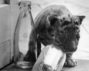 Bengal tiger cub  October 1972.