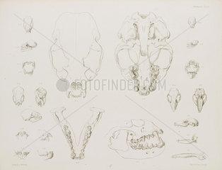 Animal skulls  jaws and teeth  c 1832-1836.
