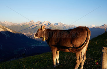 Lenzerheide  Schweiz  eine junge Kuh in der Abendsonne