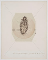 Louse from a domestic cockerel  photomicrograph  c 1850s.