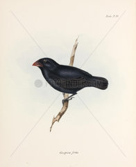 Medium Ground Finch  Galapagos Islands  c 1832-1836.