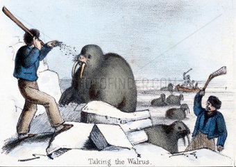 'Taking the Walrus'  c 1845.