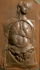 Female figure showing thoracic and abdominal contents  early 19th century.