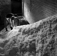 A worker digs a mound of cut cellulose  nitro-cellulose production  Ardeer  1956.