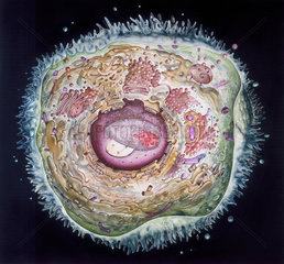'Cell Structure'  painting of an idealised animal cell  1986.
