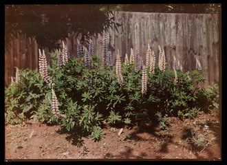 Lupins  about 1937.