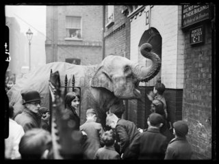 Rosie the circus elephant  c 1938.