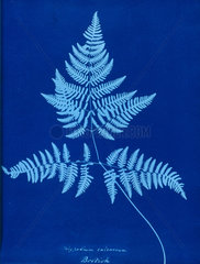 Cyanotype of Polypodium calcareum  1853.