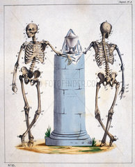 Skeletons  French  c 1815-1859.