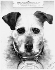 Tim  railway collecting dog  c 1930. Portr