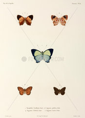 Five butterflies  1822-1825.