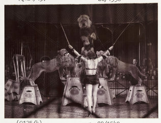Circus lion tamer  c 1936.