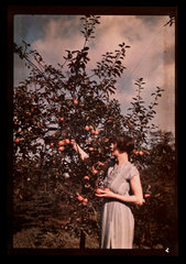 Woman picking apples  c 1938.