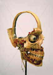 Prepared anatomical skull  1870-1900.