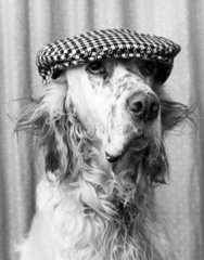 Dog wearing a cap  January 1980.