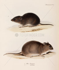 Two types of mouse  c 1832-1836.