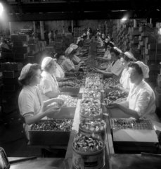 A line of female workers pack “Quality Street �  1950.