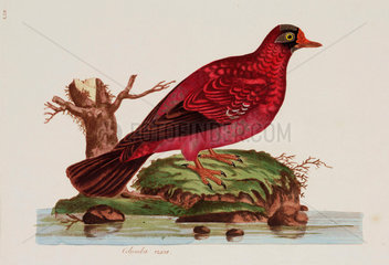 Red dove  1776.
