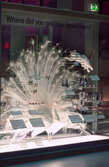 White peacock  1999.