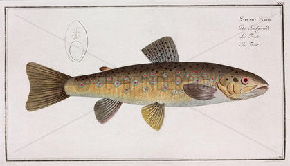 ‘The Trout’  1785-1788.