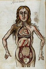 Figure of a man with his internal organs exposed  1535.