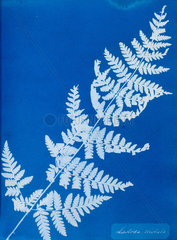 Cyanotype of Lastrea cristata  1853.