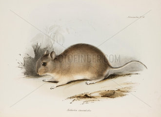 Rodent  c 1832-1836.