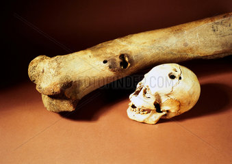 Skull & Pleistocene mammoth femur  Bronze Age.