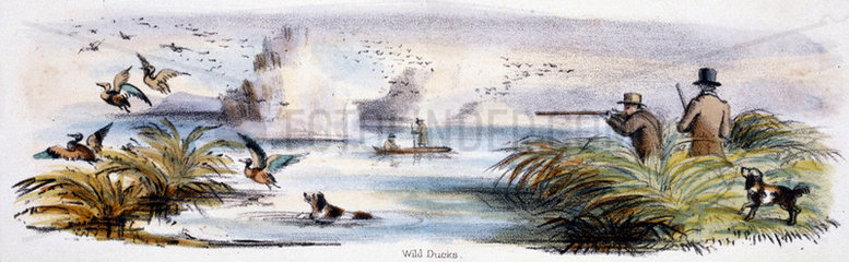 'Wild Ducks'  c 1845.