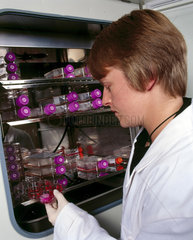 Producing bone cells for use in 'bio-glass' bonding  October 2001.