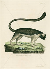 Lemur  1782.
