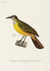 Yellow-cheeked Philedon  New Guinea  1822-1825.