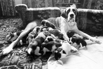 St Bernard dog with puppies  November 1981.