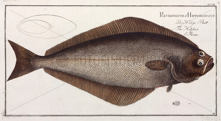‘The Holybut’  (halibut)  1785-1788.