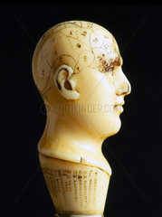 Ivory phrenological head  1850-1914.