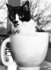 Cat in a measuring jug  March 1989.