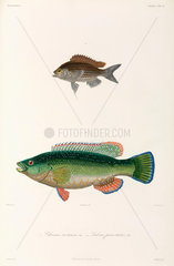 Two types of fish  Black Sea  1837.