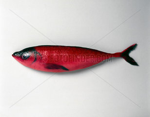Plastic red herring  1998.