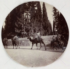 Camels  c 1890.