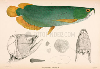 Osteoglossum formosum  Indonesia  1839-1844.