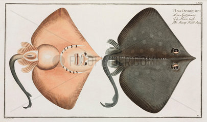 ‘The Sharp Nosed-Ray’  1785-1788.