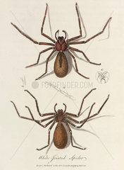 ‘White-Jointed Spider’  1789.