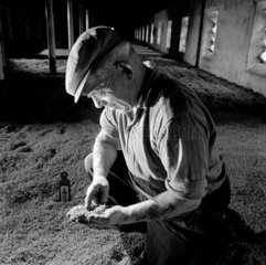A maltman inspects germinating barley on the malting floor of a distillery  1964.