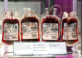 Bags of blood on display in the ‘Who am I?’ gallery  Wellcome Wing  2003.