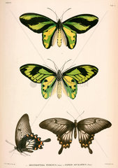 Butterflies  Indonesia  1839-1844.