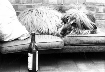 Wally the Afghan hound in a ‘Doggie Exclusive Hotel’  December 1980.