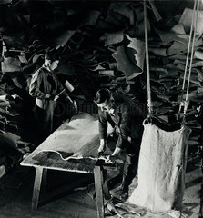 Tannery workers round dressed hides  Beverley  1954.