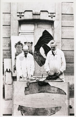 Furriers  c 1910.